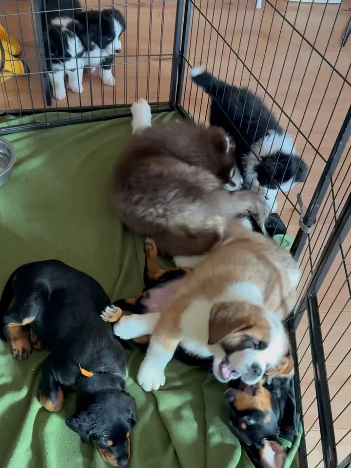 🐶午前のひととき🐶