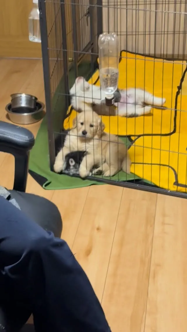 家中、仔犬だらけになり🐶😅🏠