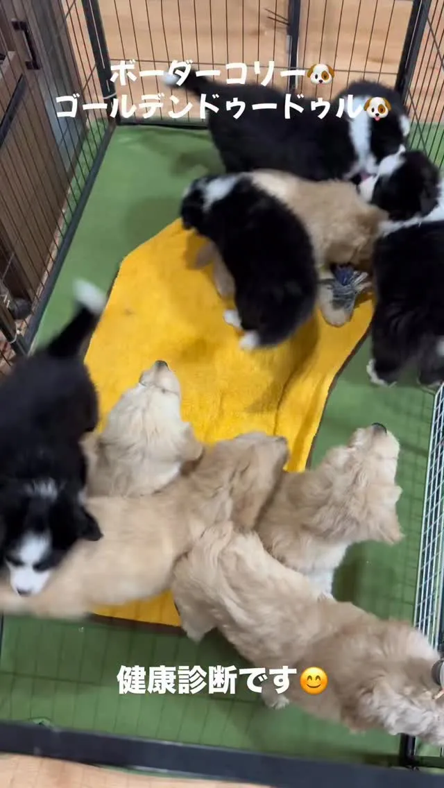 午後のひととき🐶