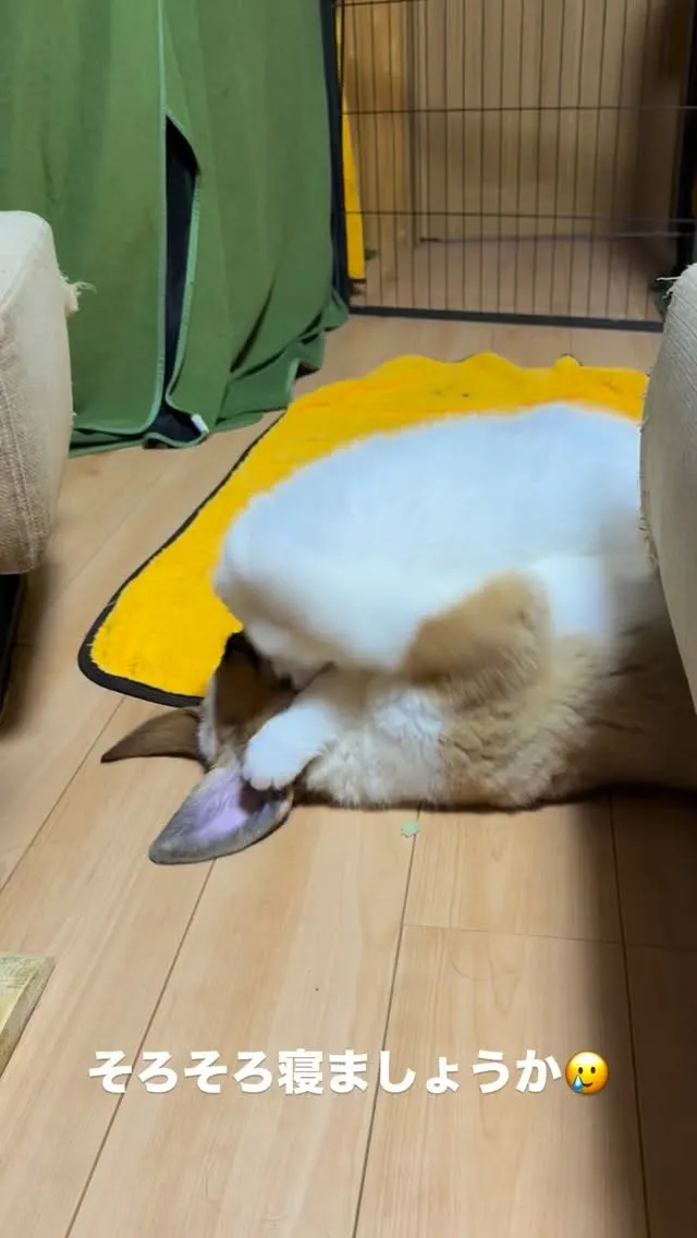 明日も早いので💦
