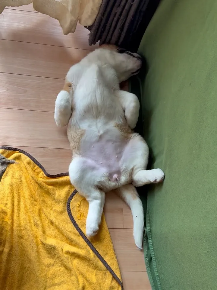 午前のひととき🐶