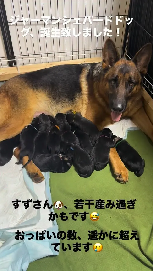 なんと、…🐶11人兄妹です😄