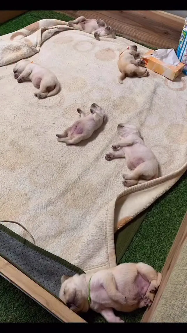 我が家のパピーたち🐶☺️