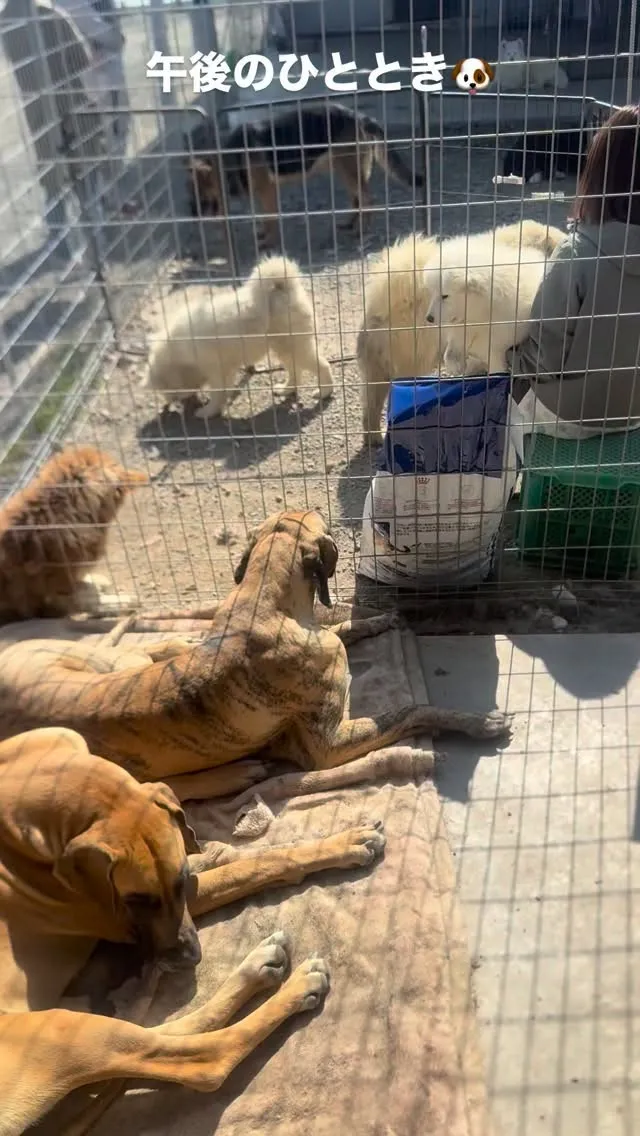 サモエドのお手入れ🐶