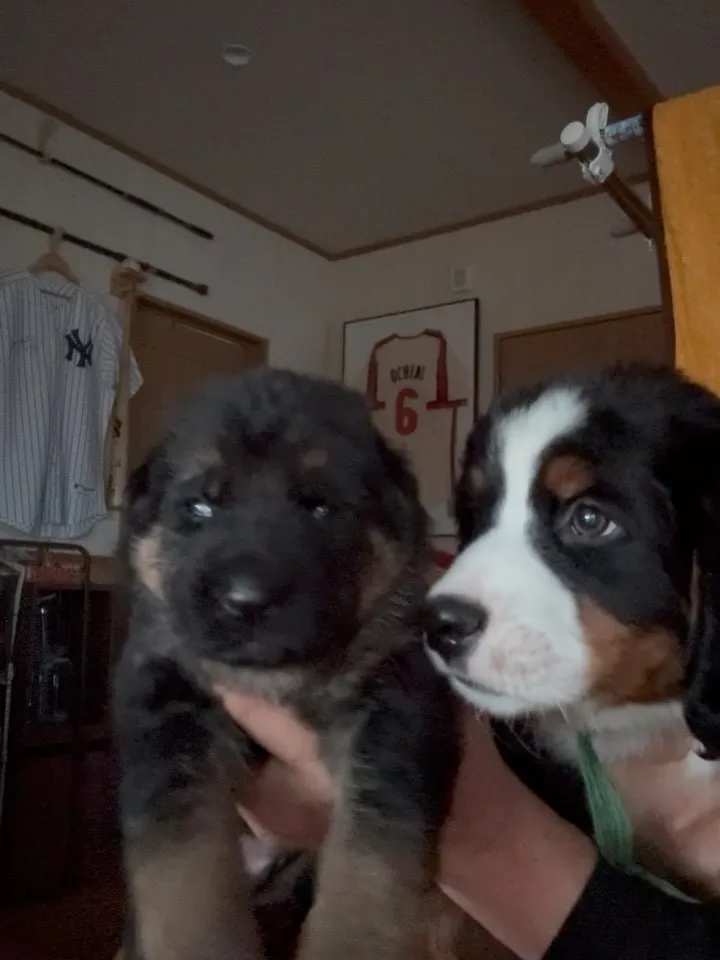 日本警察犬協会血統書付　ジャーマンシェパードドッグ　29.8万円