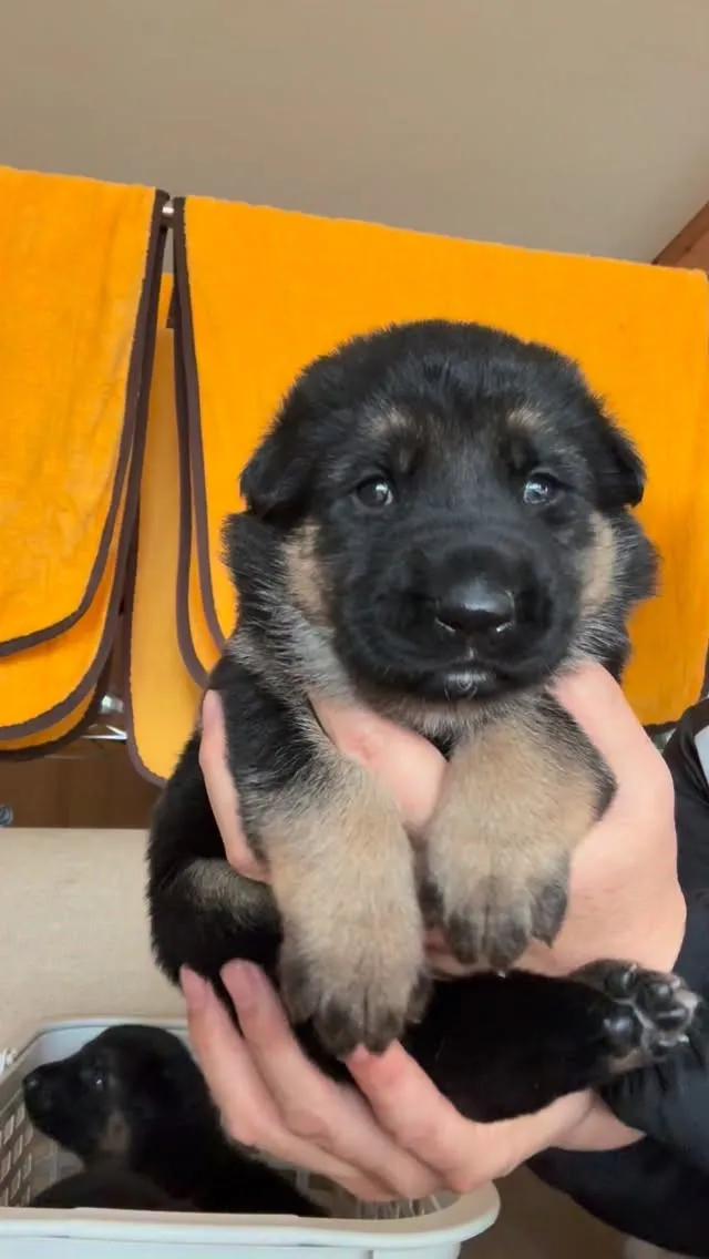 おはようございます🐶