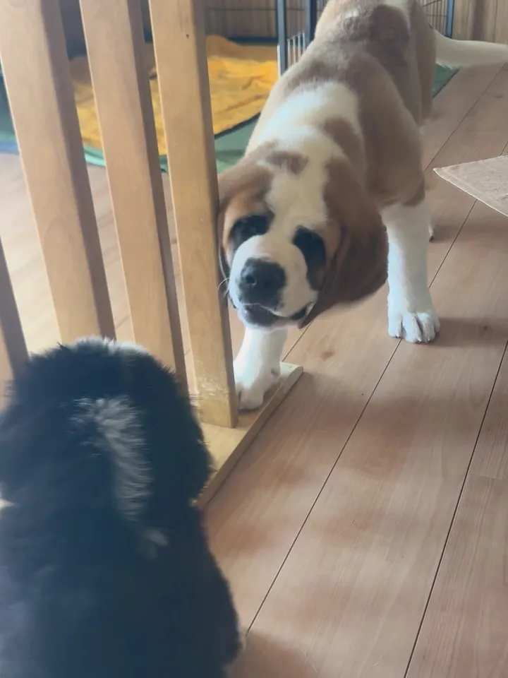 午後のひととき☔️🐶