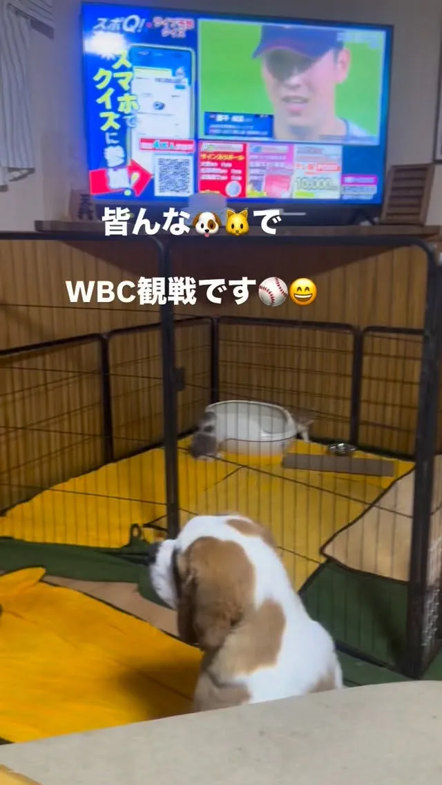 夜のひととき🌉🐶🐱