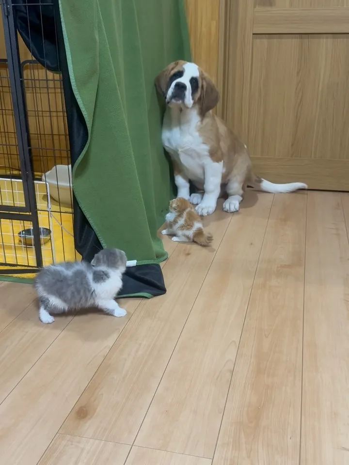 体重差🐶100倍🐱対決