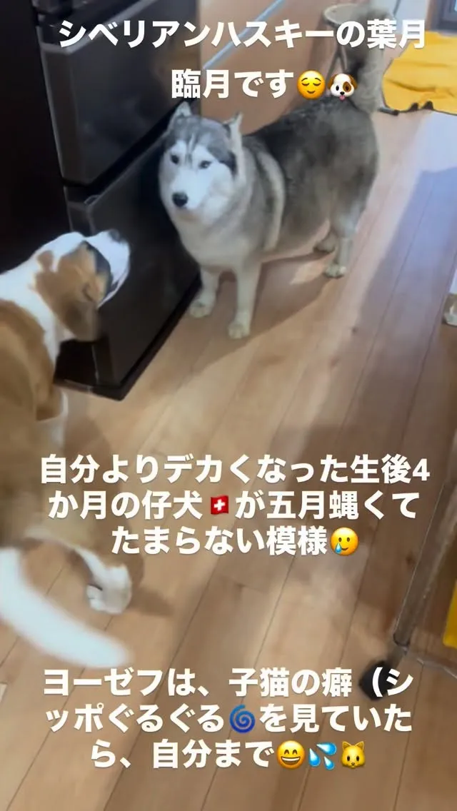 午後のひととき😄🐶