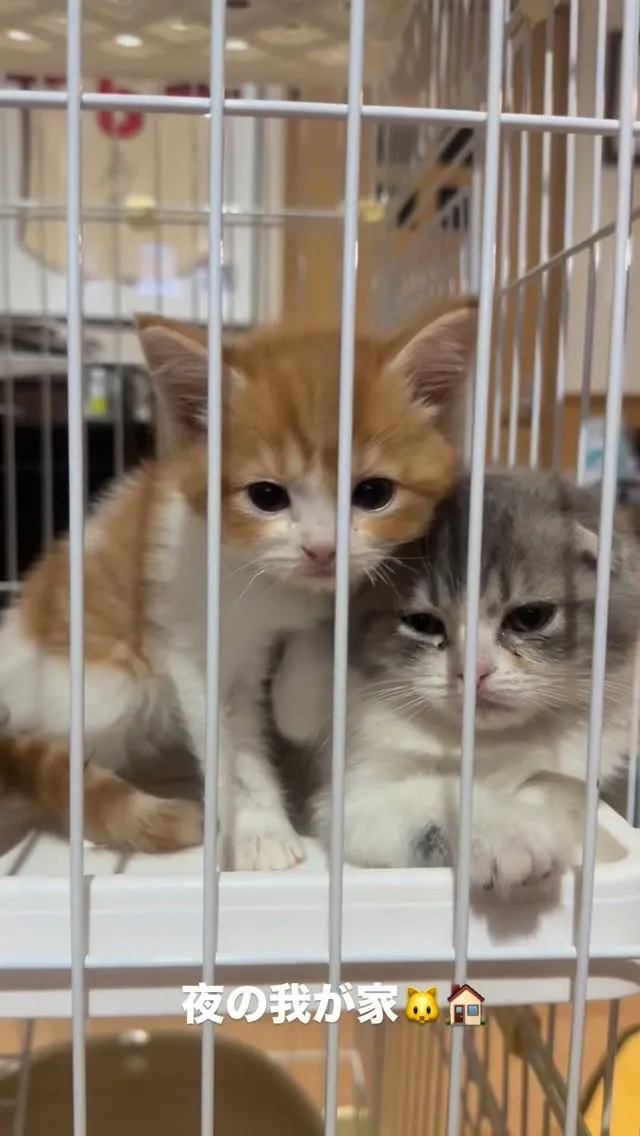 スコさん🐱、スネています😅