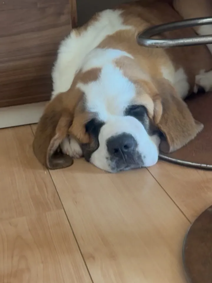午後のひととき🐶🐱🏠