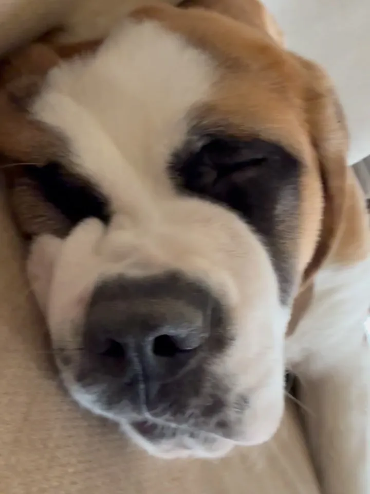 三連休の中日🐶