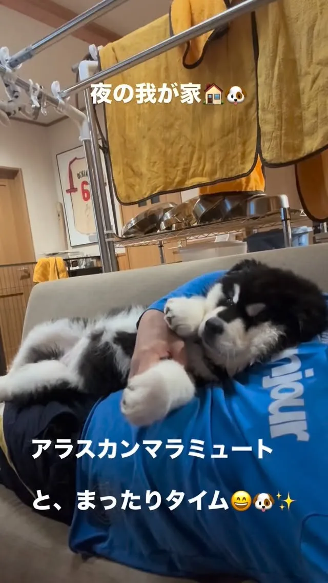 #アラスカンマラミュート