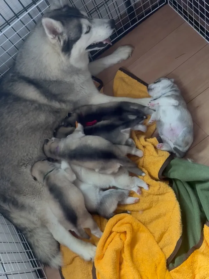 シベリアンハスキーのパピー🐶達