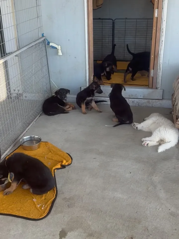 ジャーマンシェパード🐶　お迎えの朝😊