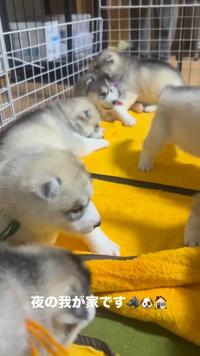 今夜は、ここで🛌　　　おやすみなさい💤⭐