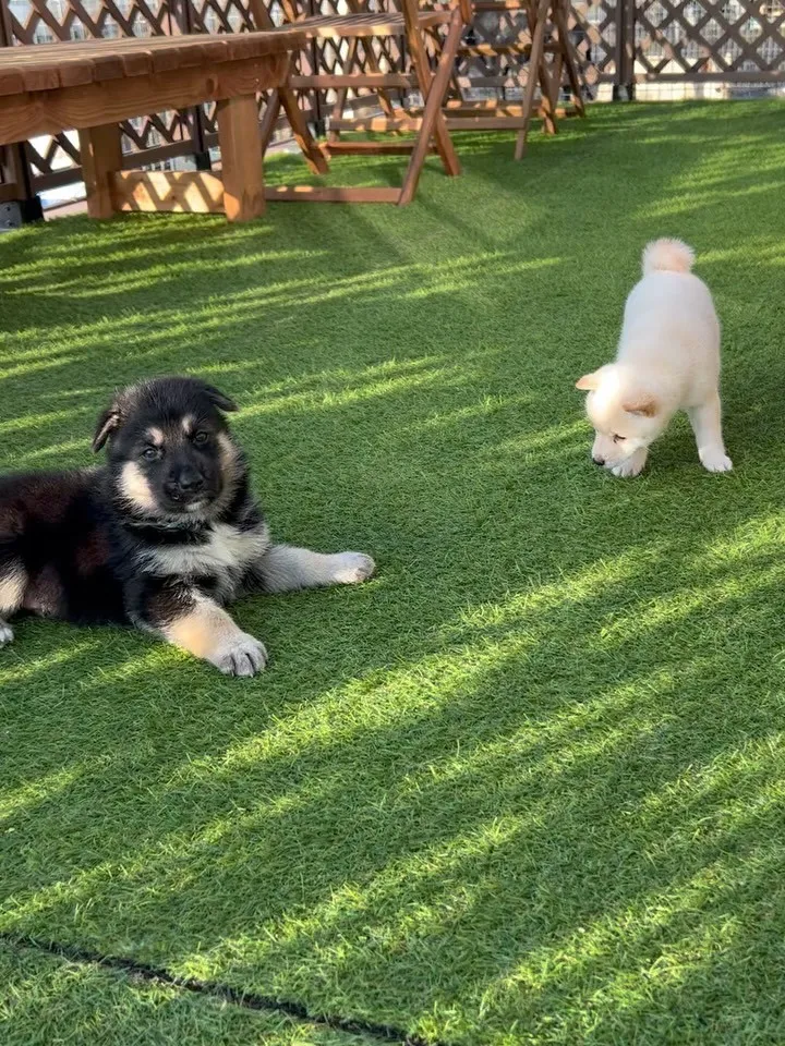 ジャーマン✖️ホワイトシェパードと、豆さん🐶😄