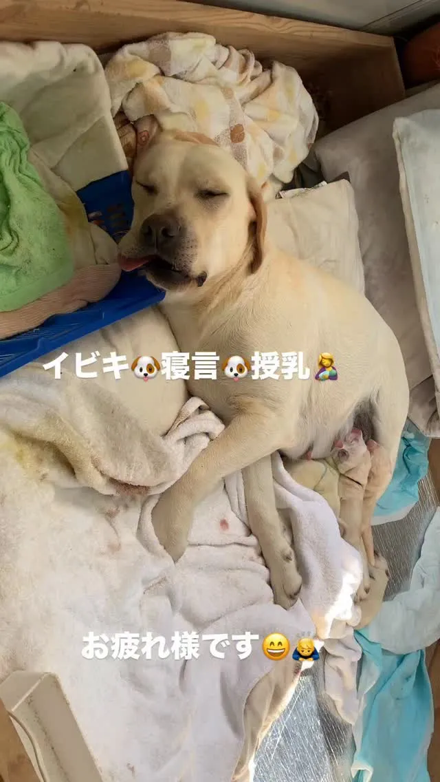 　　母は強し、です😌