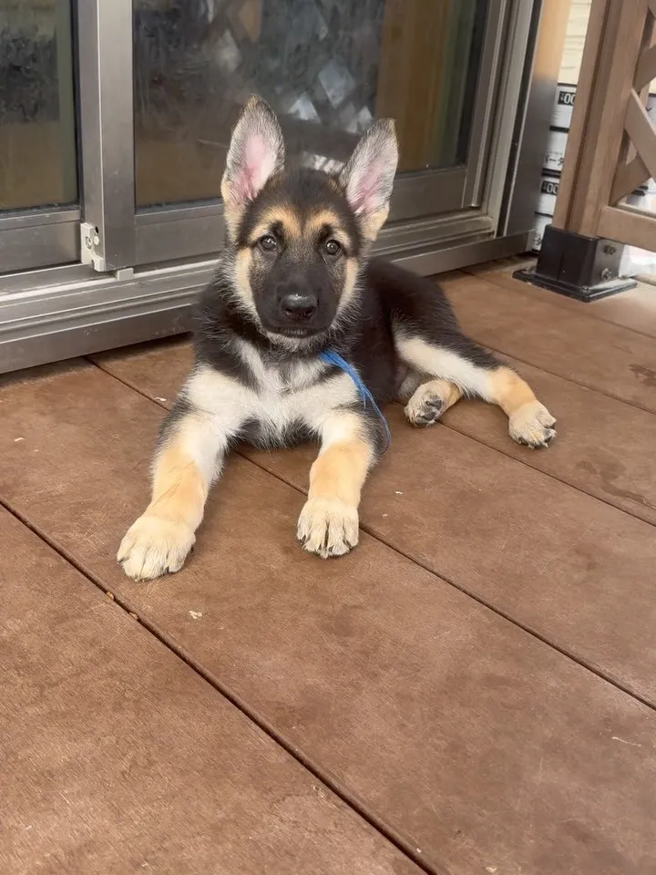 ジャーマン✖️ホワイトシェパード🐶