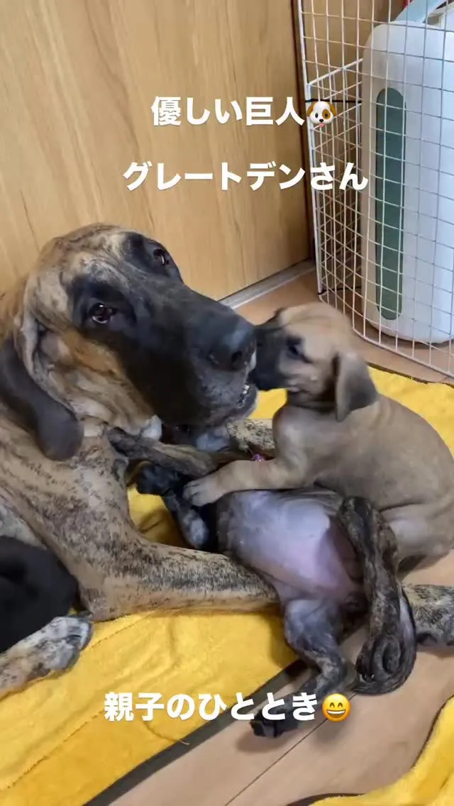 　お母さんジャングルジム😊