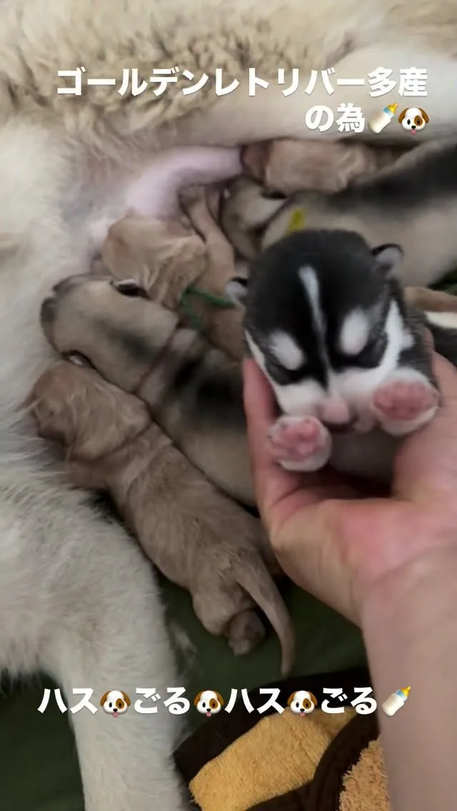 はづきママ🐶、本当に優しいんです☺️🙇‍♂️