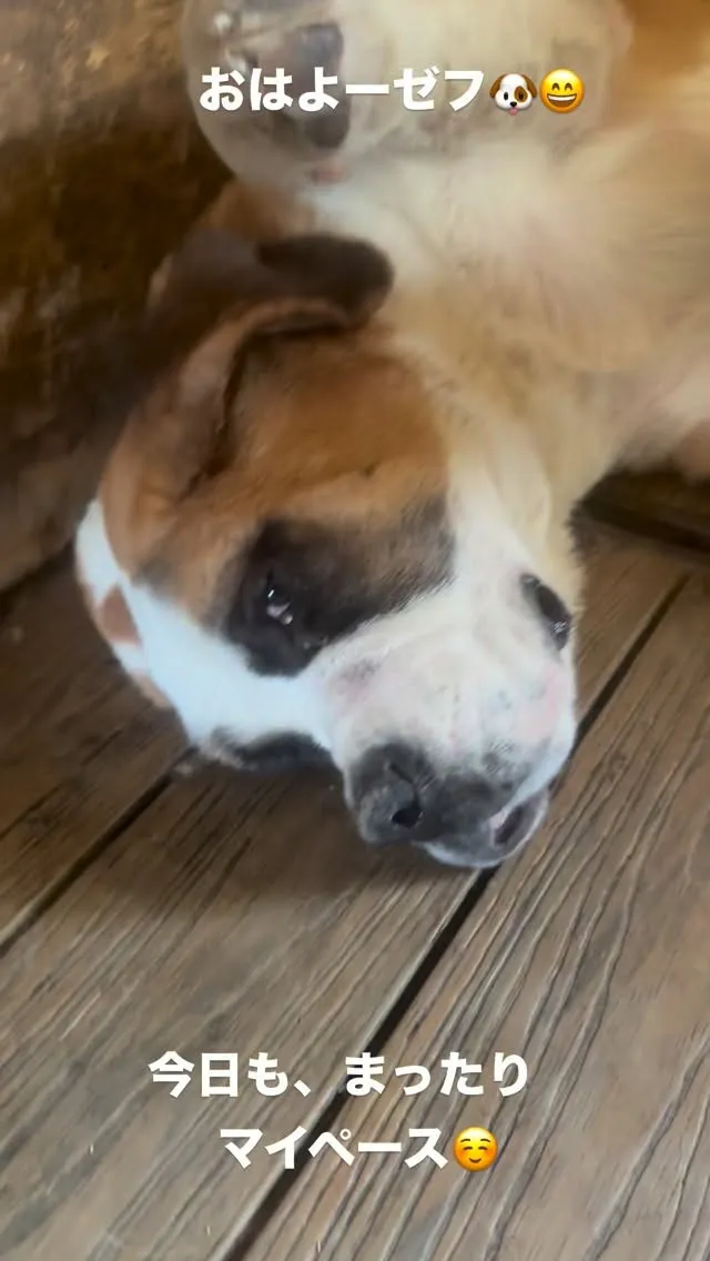 おはようございます🐶