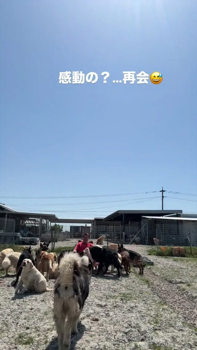 中、たったの一日で、この歓迎🥲🐶