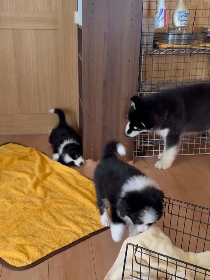 🐶いたずらごっこの後は…😌