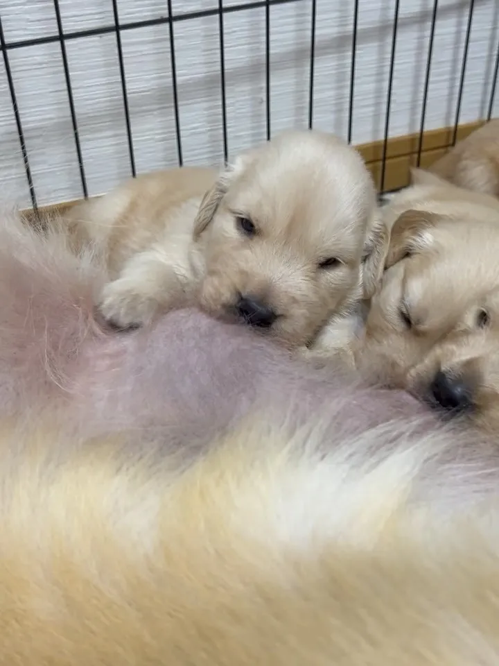 ゴールデンレトリバー🐶