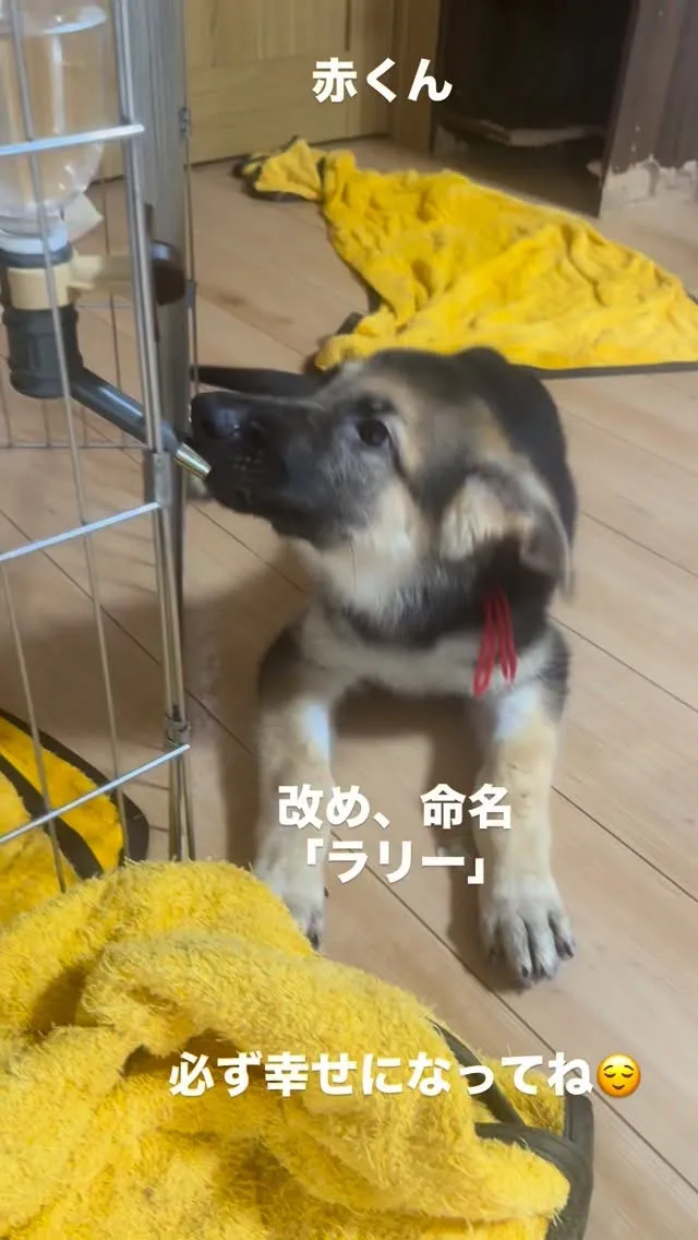 県内の、愛犬家の奥様のお家へ嫁ぎます。
