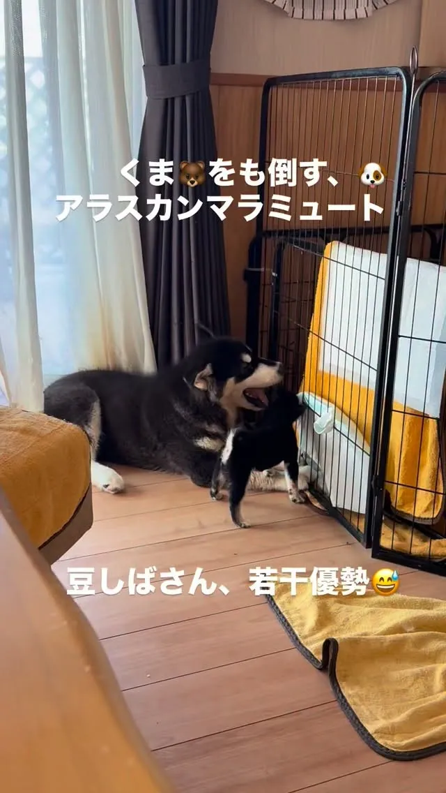 　今日も、一日お疲れ様でした🐶