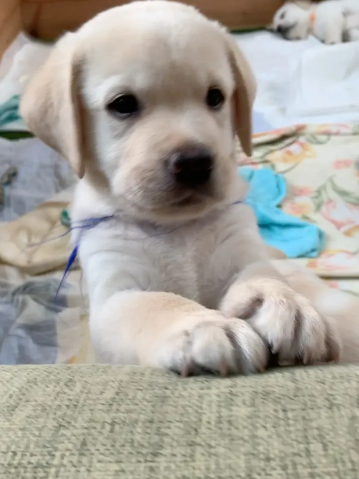 ラブラドールレトリーバー　パピーさん🐶