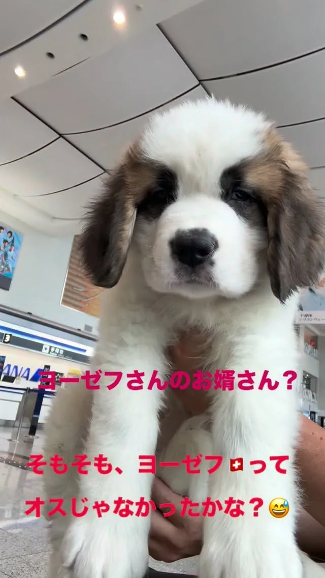 　素晴らしいセントバーナードです！