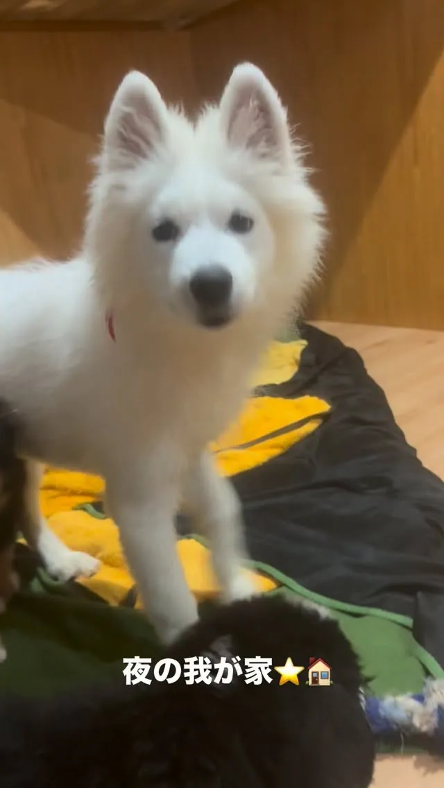 今日も一日お疲れ様でした😌🐶🙇‍♂️