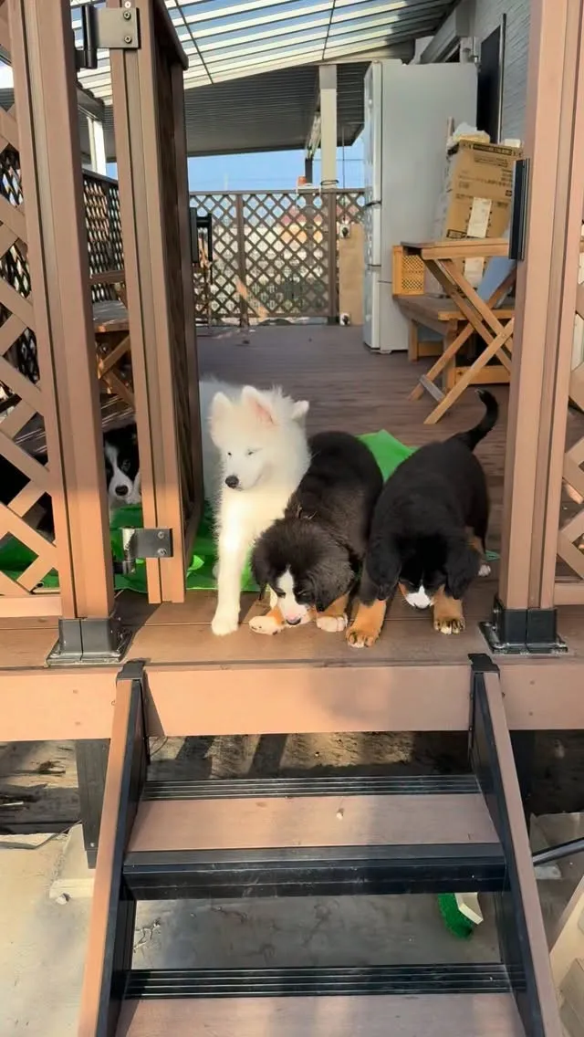 #サモエドパピー