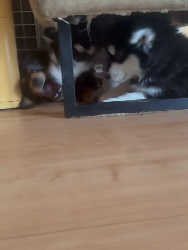 お昼のひととき🐶😄