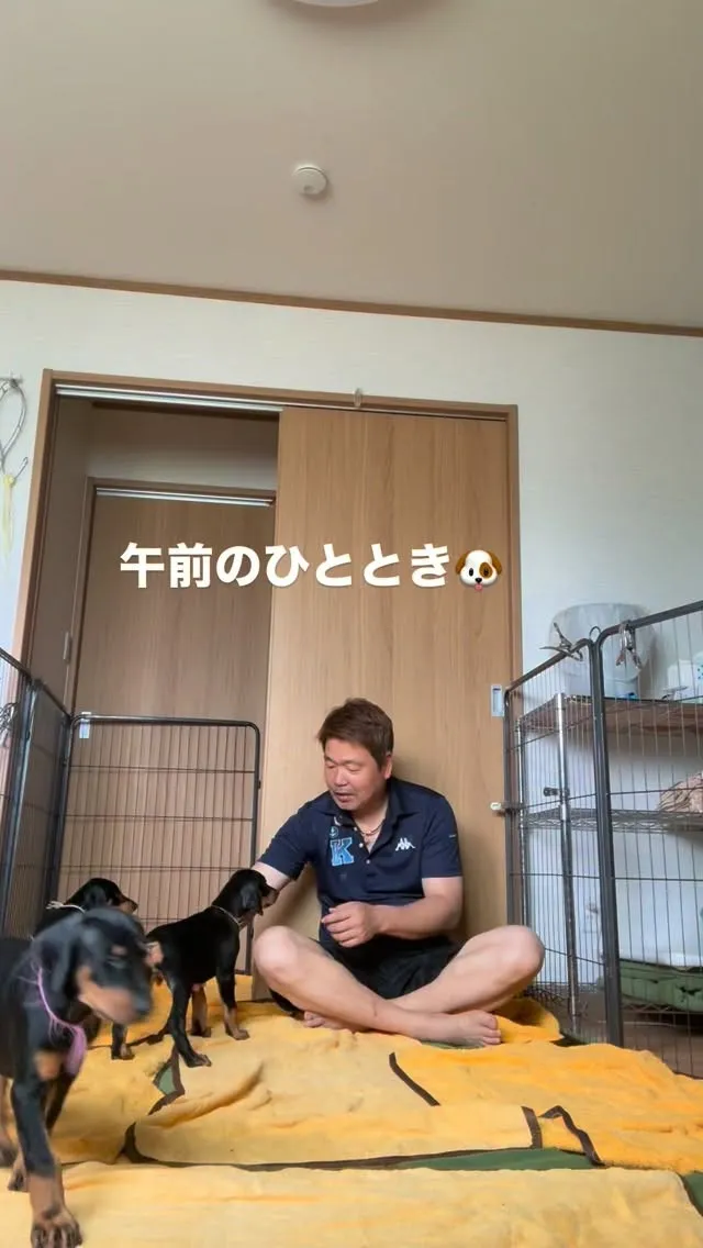今日は、ドーベルマンさんたちと触れ合い😊🏠
