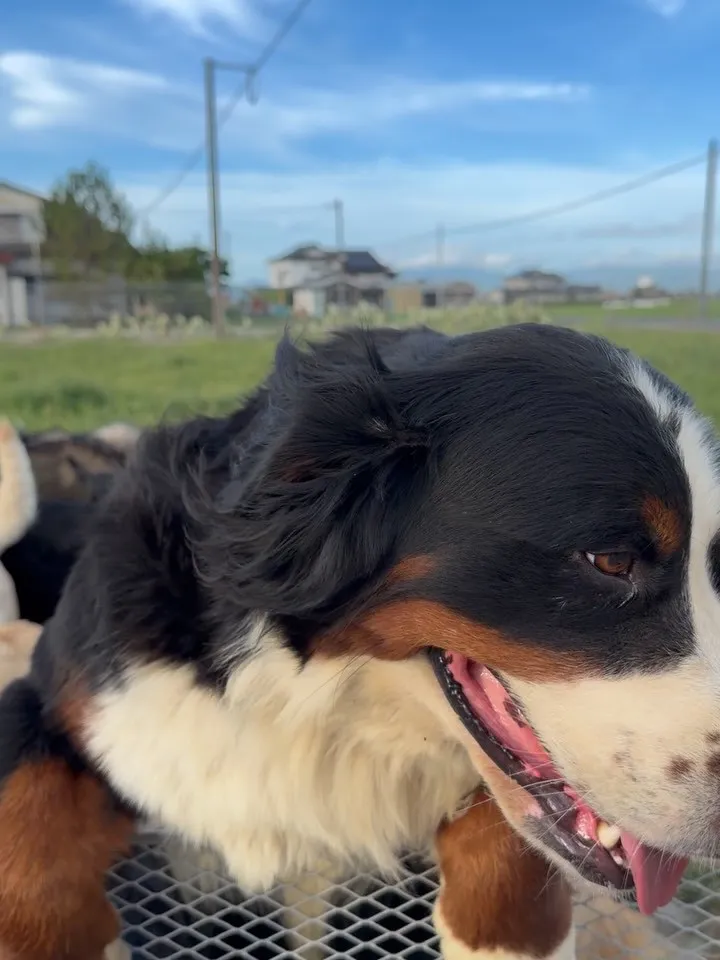 朝のひととき🐶