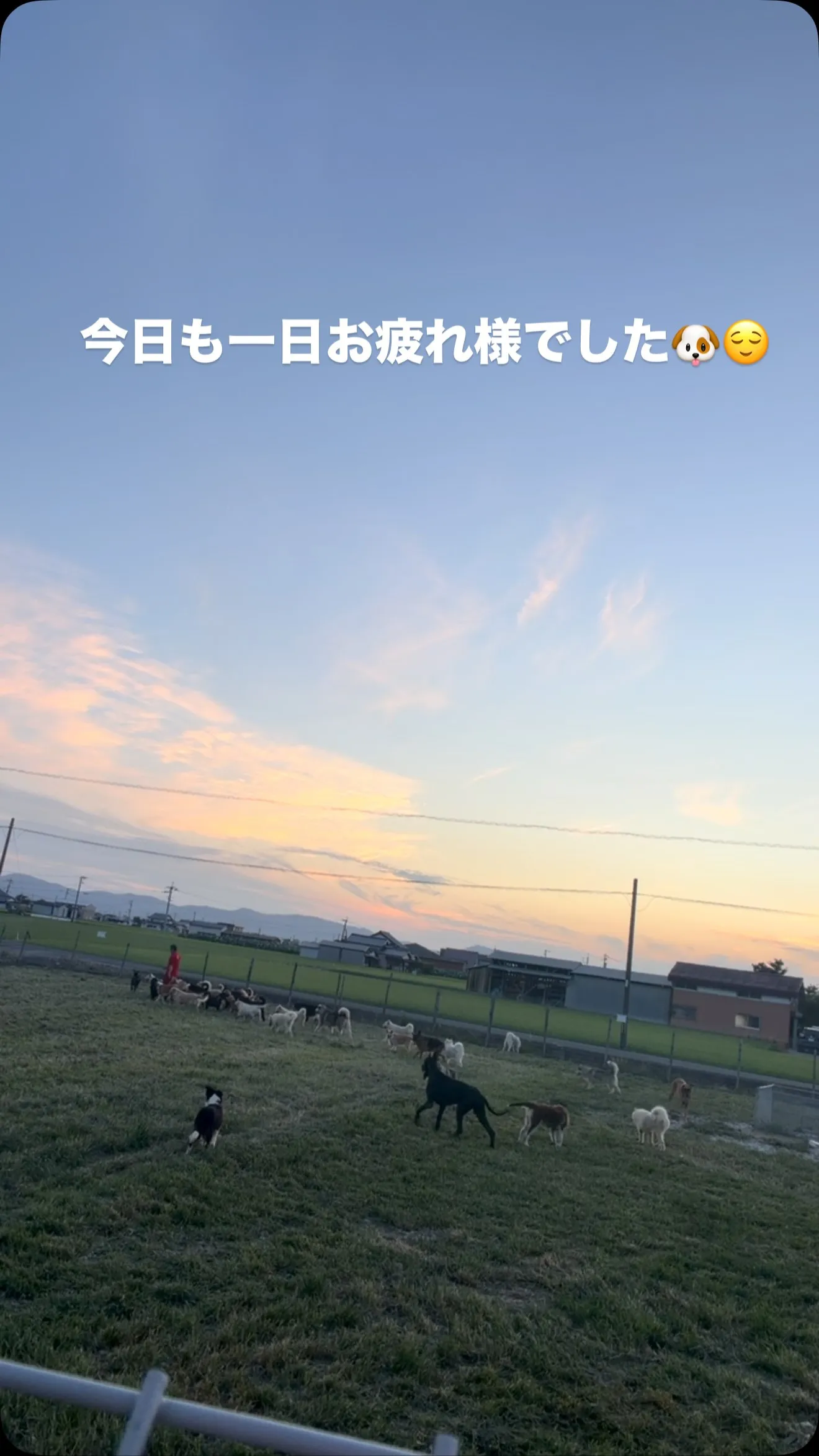 ひっつき虫さん達と🐝、