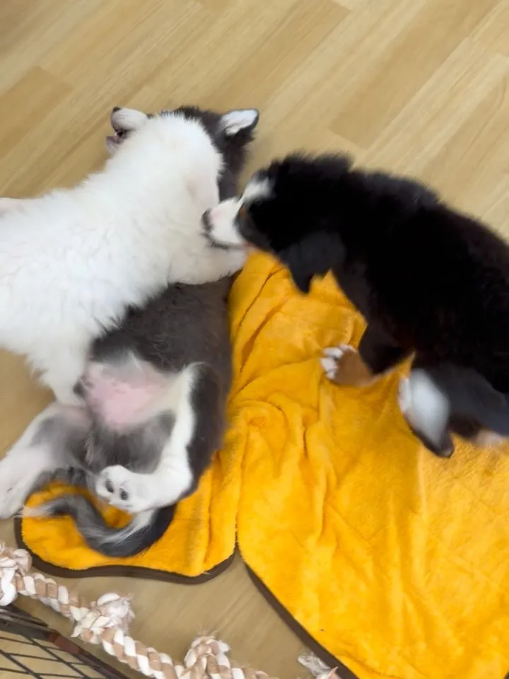 大型犬パピーとゆかいな仲間た家🏠